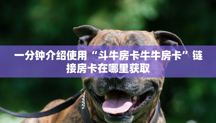 一分钟介绍使用“斗牛房卡牛牛房卡”链接房卡在哪里获取 一分钟介绍使用“斗牛房卡牛牛房卡”链接房卡在哪里获取